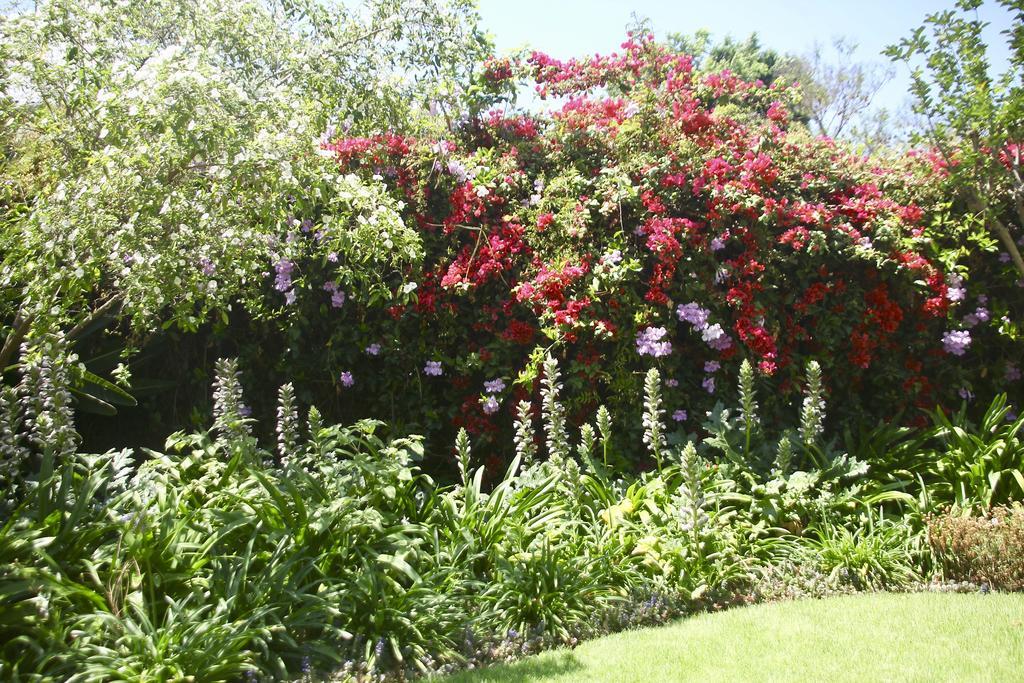 Melville Manor Guest House Johannesburg Exteriér fotografie